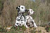 DALMATIEN 002